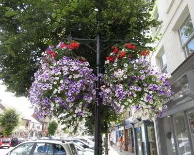 Summer floral display in the High Street